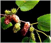 Morus alba L.